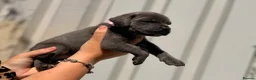 Cane Corso dogs for sale: Stunning cane corso 🐶 - Advert 20
