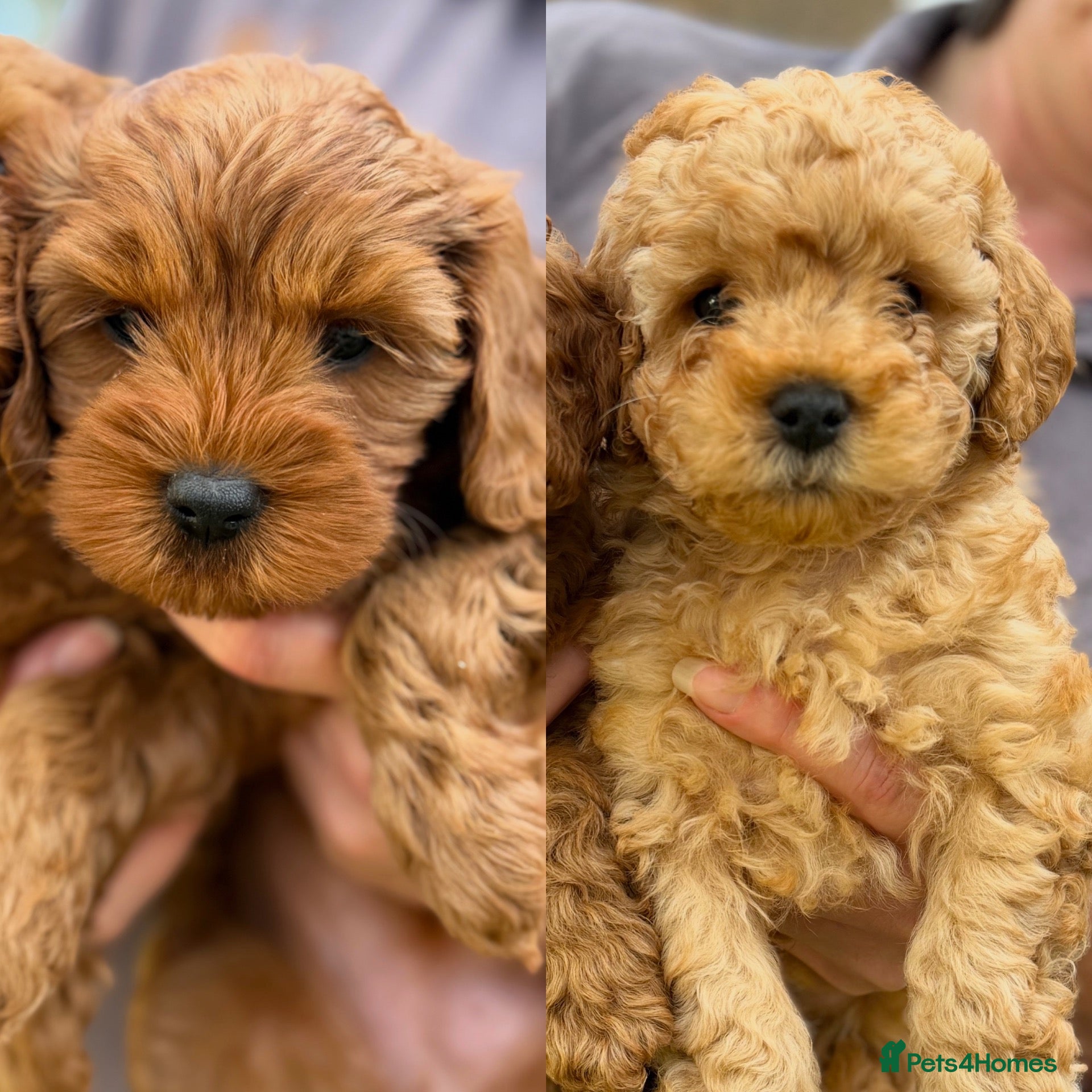 Cavapoo dogs Family reared Cavapoo Puppies **Ready now** - Advert 1
