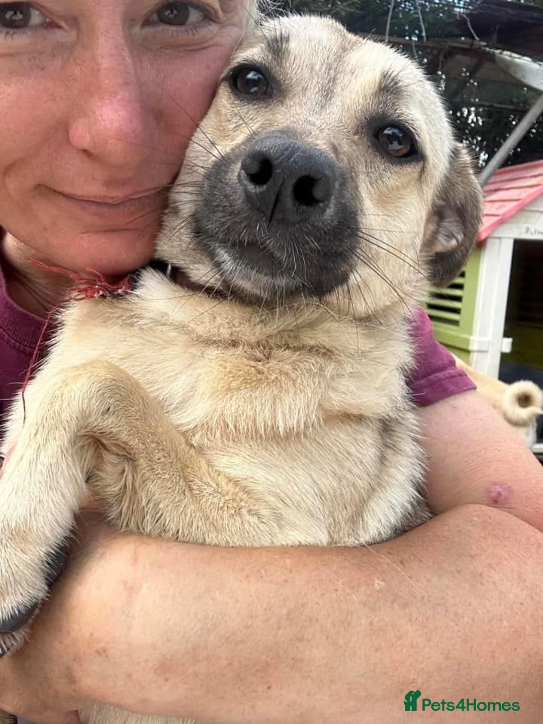 Mixed Breed dogs for adoption: Barbie - Norwich Norfolk  in Norwich - Advert 11