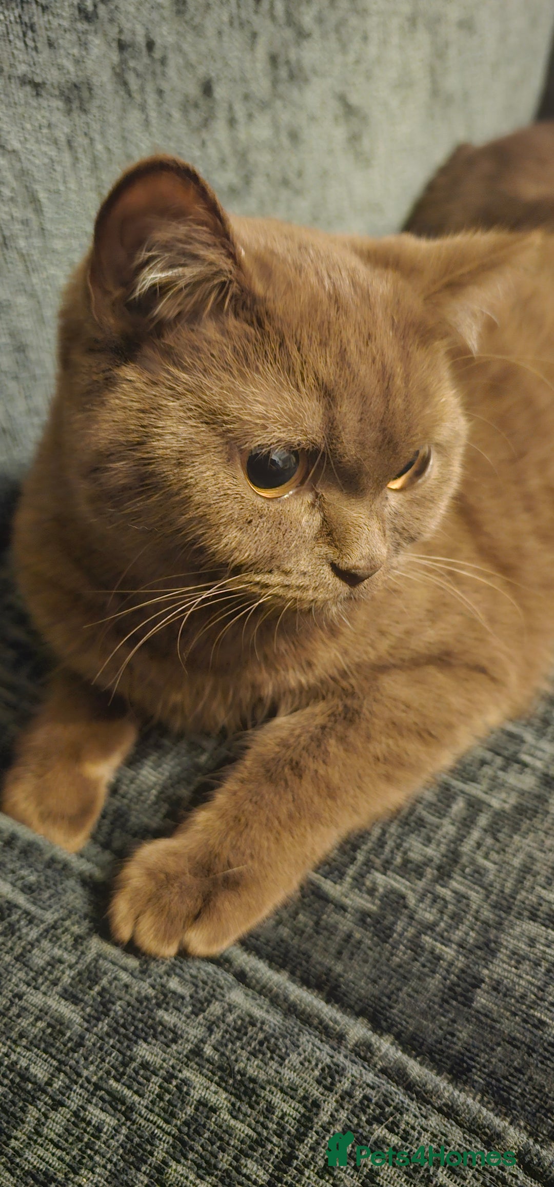 British Shorthair cats for sale: Purebred British Shorthair Female Cat - Image 2