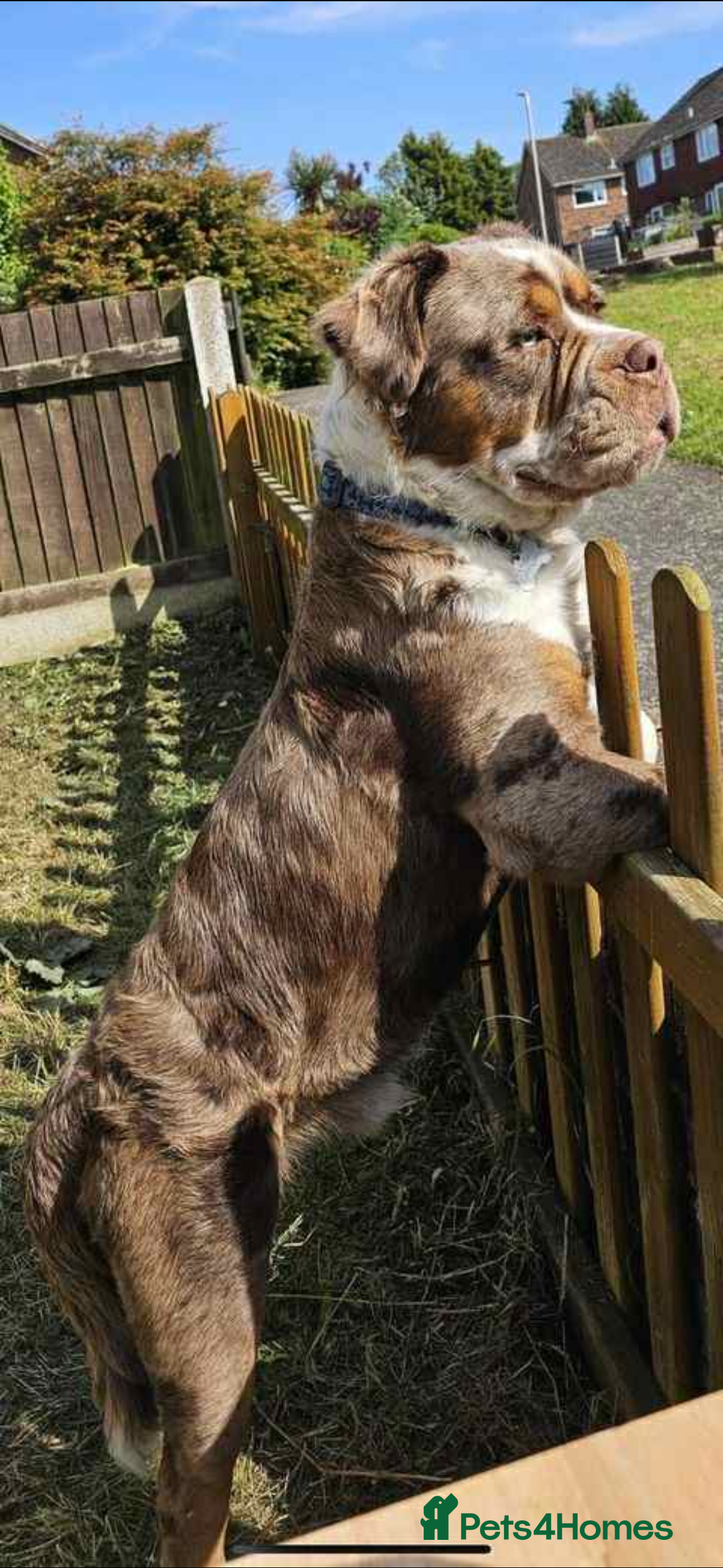 Old Tyme Bulldog dogs for stud: Stunning Visual Fluffy Chocolate Merle - Advert 2