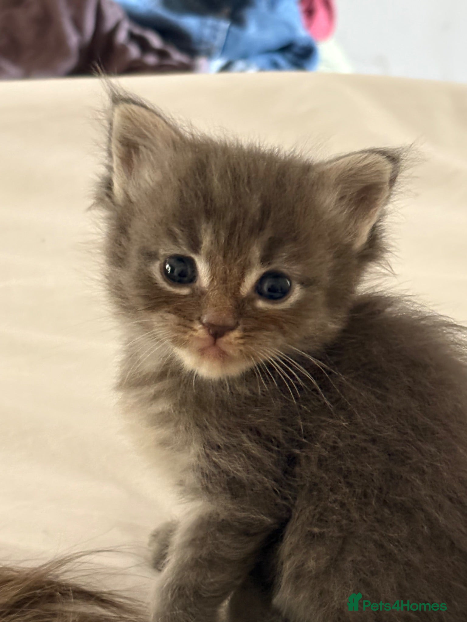 Ragcoon cats Ragcoon Kittens for sale - Advert 1