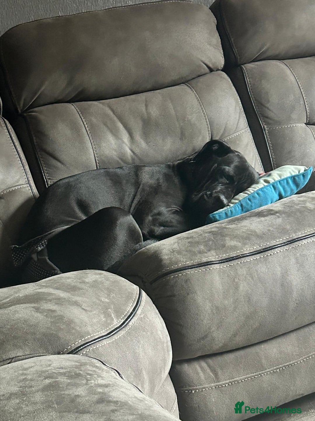 Cane Corso dogs for sale: 2yo cane corso  - Image 4