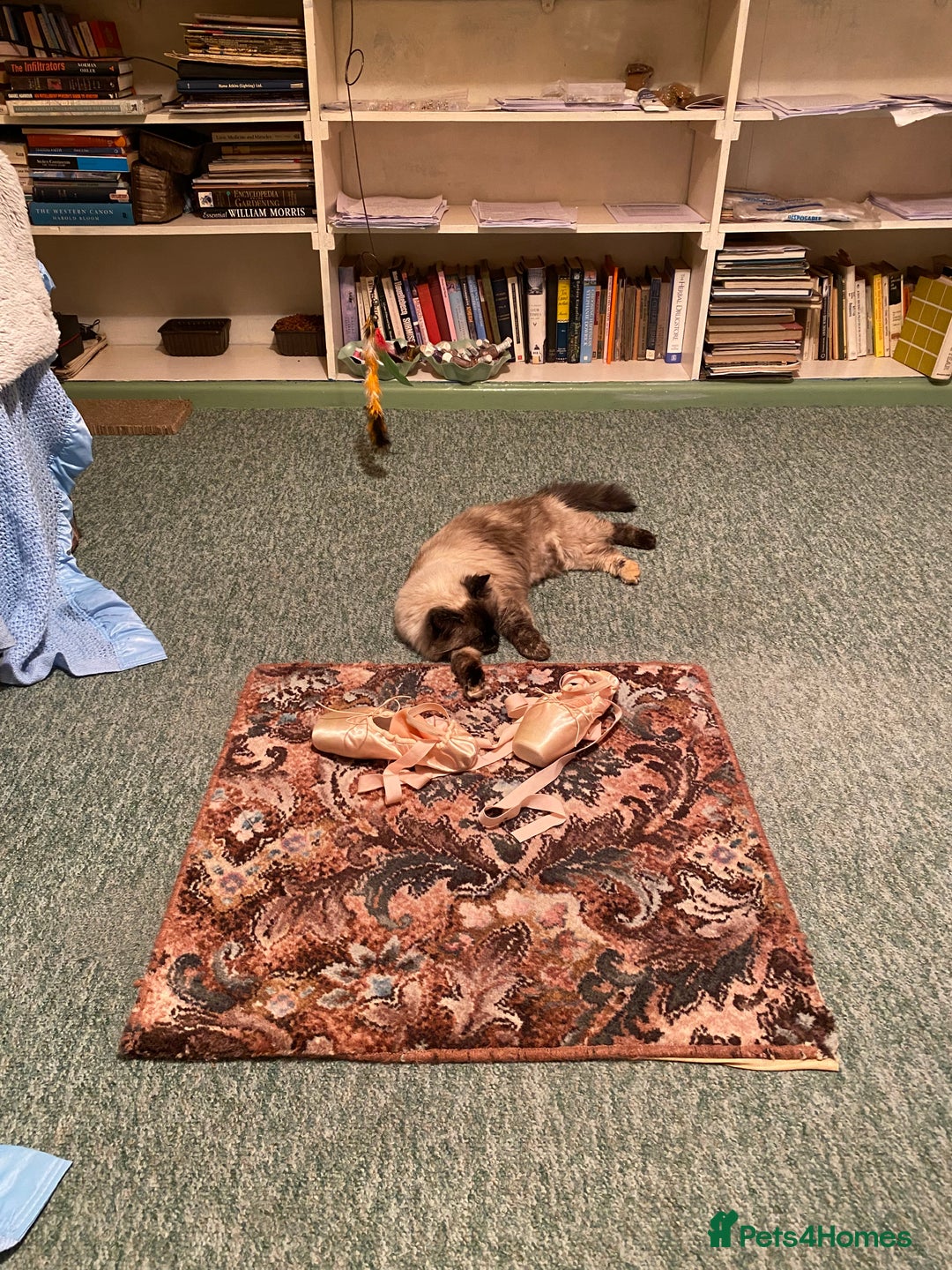 Ragdoll cats for sale: Lovely Ragdoll girl - Image 3