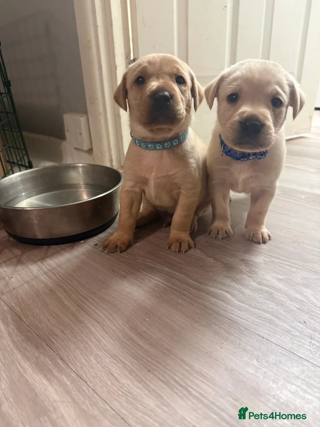 Labrador Retriever dogs for sale: KC REGISTERED LABS fox red and cream  - Advert 1