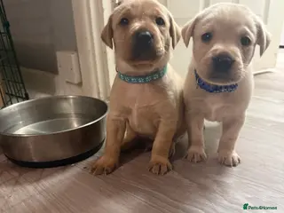 Labrador Retriever dogs KC REGISTERED LABS fox red and cream - Advert 1