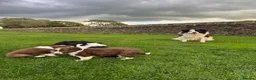 Border Collie dogs for sale: Gorgeous Litter of border collie puppy’s  - Advert 28