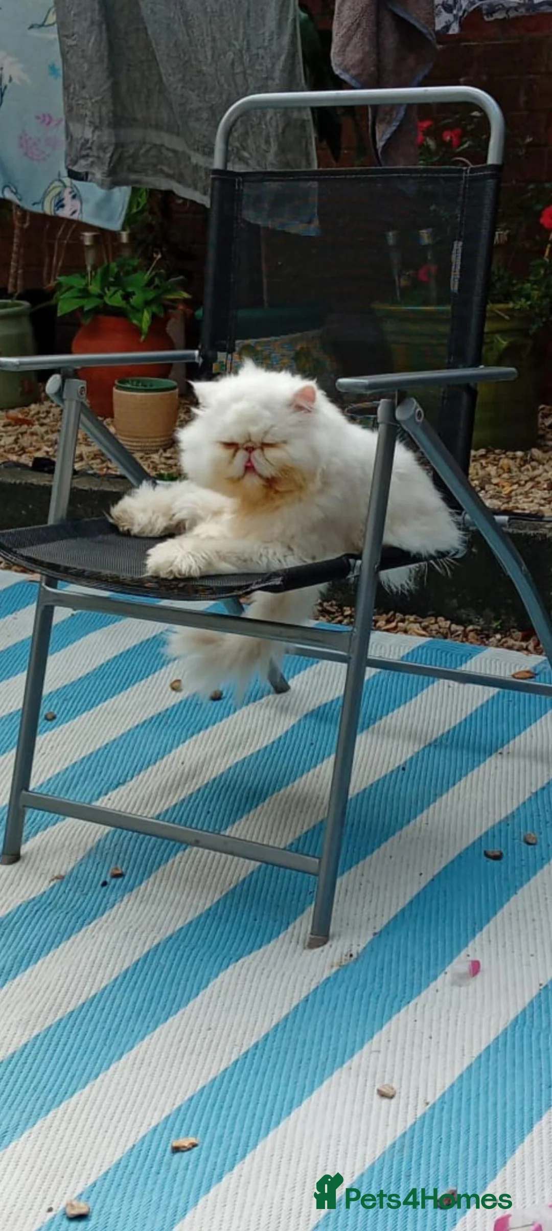 Persian cats for sale: Persian cat  male - Advert 6