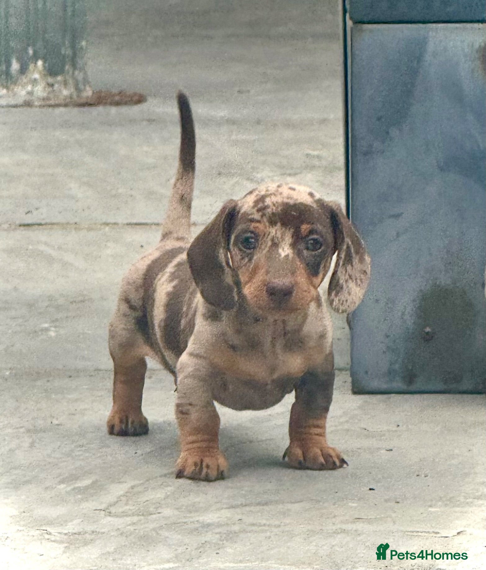 Miniature Dachshund dogs Outstanding Litter of Miniature dachshund puppies  - Advert 2
