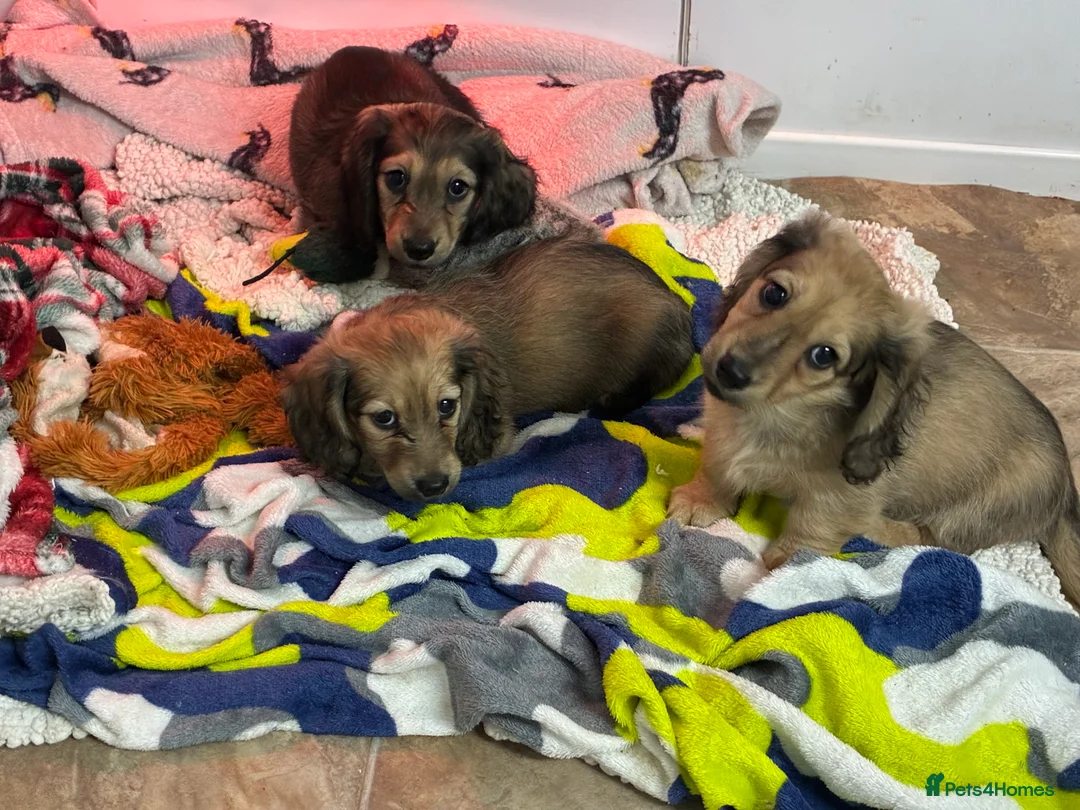 Miniature Dachshund dogs for sale: CREAM LONGHAIRED MIN DACHSHUNDS  - Advert 7