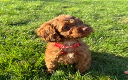Cockapoo dogs for sale: Stunning Fox Red f1 cockapoo puppies  - Image 19