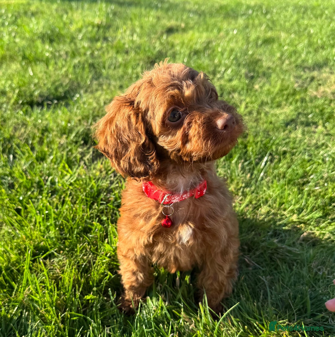 Cockapoo dogs for sale: Stunning Fox Red f1 cockapoo puppies  - Image 19
