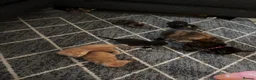 Mixed Breed cats for sale: 6 mixed kittens  - Advert 7
