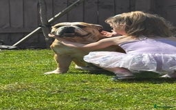 Mixed Breed dogs for sale: Bulldog for rehoming  - Image 3