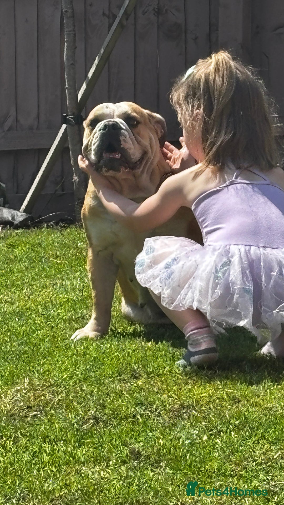 Mixed Breed dogs for sale: Bulldog for rehoming  - Image 3