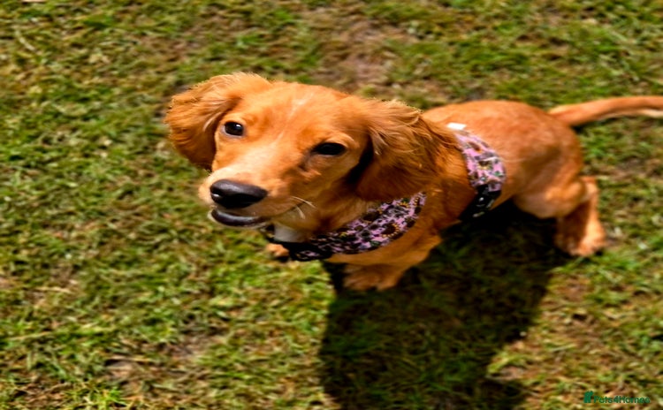 Cocker Spaniel dogs - Advert 15
