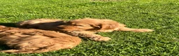 Labradoodle dogs for sale: Gorgeous healthy vet checked labradoodle puppies - Advert 12