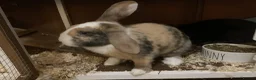 Mini Lop rabbits for sale: Mini lop girls both 7 months old  - Advert 1
