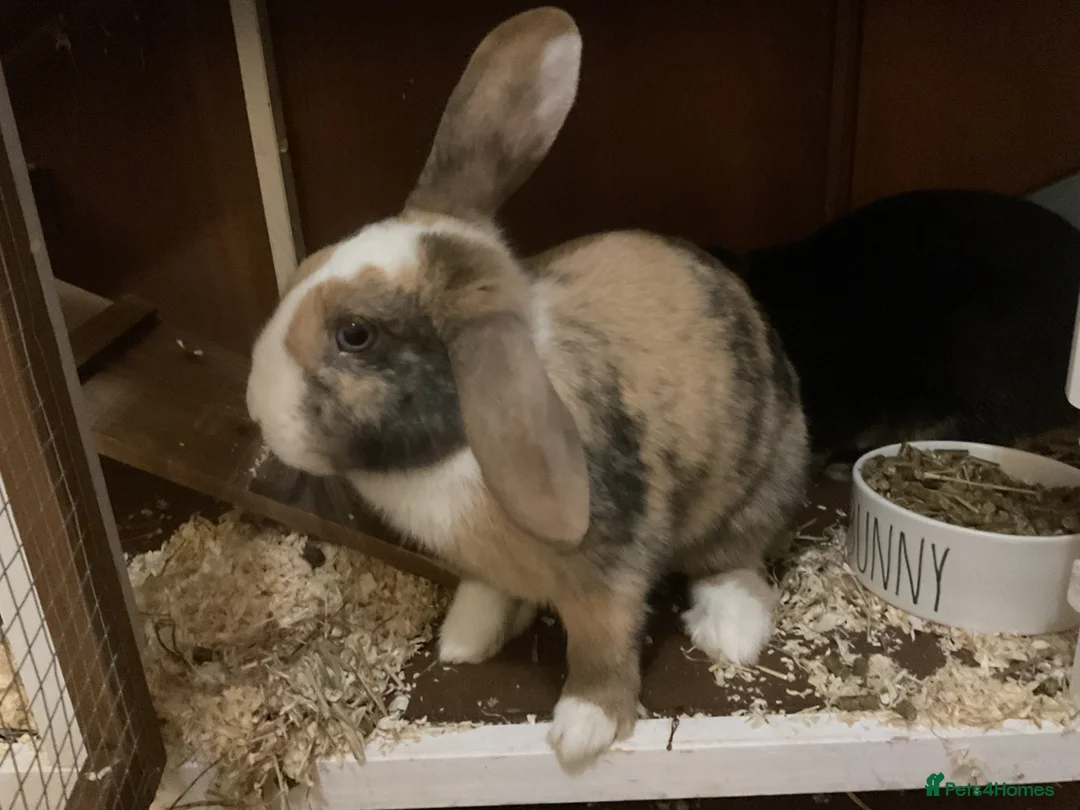 Mini Lop rabbits for sale: Mini lop girls both 7 months old  - Advert 1