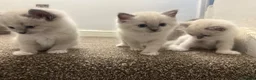 Ragdoll cats for sale: REDUCED!! FLUFFY LITTER OF 3 RAGDOLL KITTENS - Advert 9