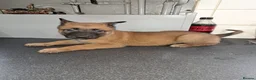 Belgian Shepherd Dog dogs for sale: Belgium Shepard x Dutch Shepard  - Advert 9