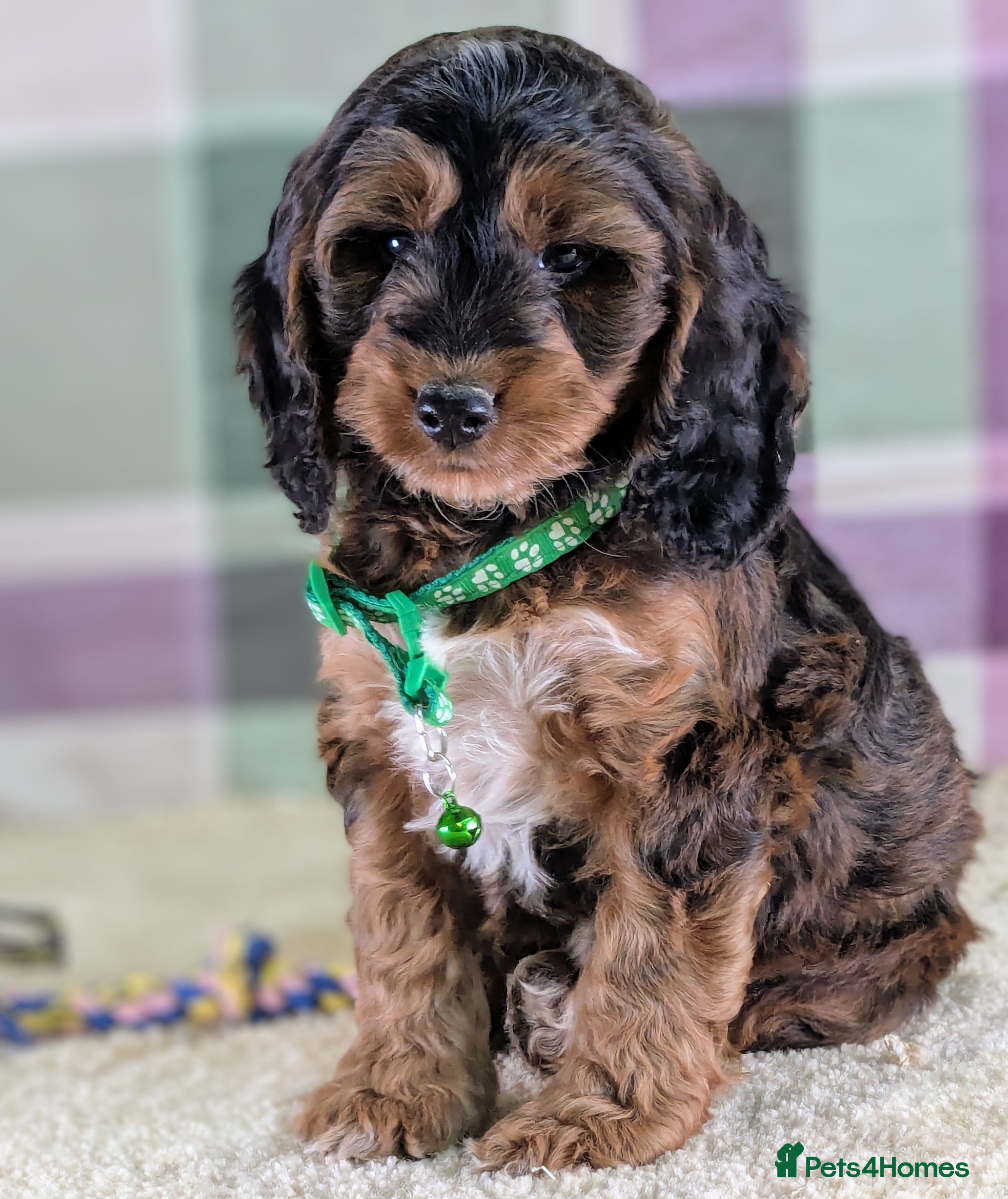 Cockapoo dogs F1 Cockapoo your Next Furry Family Member Awaits!  - Advert 3