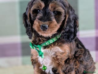 Cockapoo dogs F1 Cockapoo your Next Furry Family Member Awaits! - Advert 10