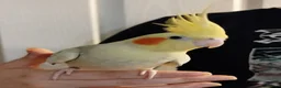Cockatiels birds for sale: Hand tame pied lutino female 3.5 y/o - Advert 4