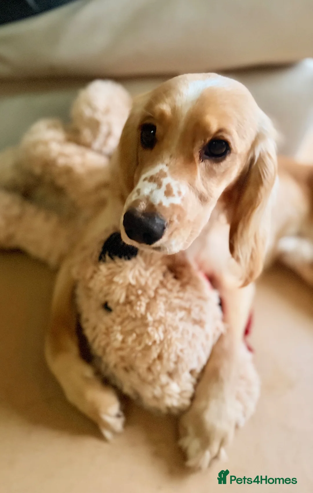 Cocker Spaniel dogs for sale: Ralphie Boy in Basildon - Advert 2