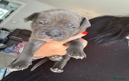 Mixed Breed dogs for sale: Rare breeding American x Bulldog x Cane Corso Pups - Image 12
