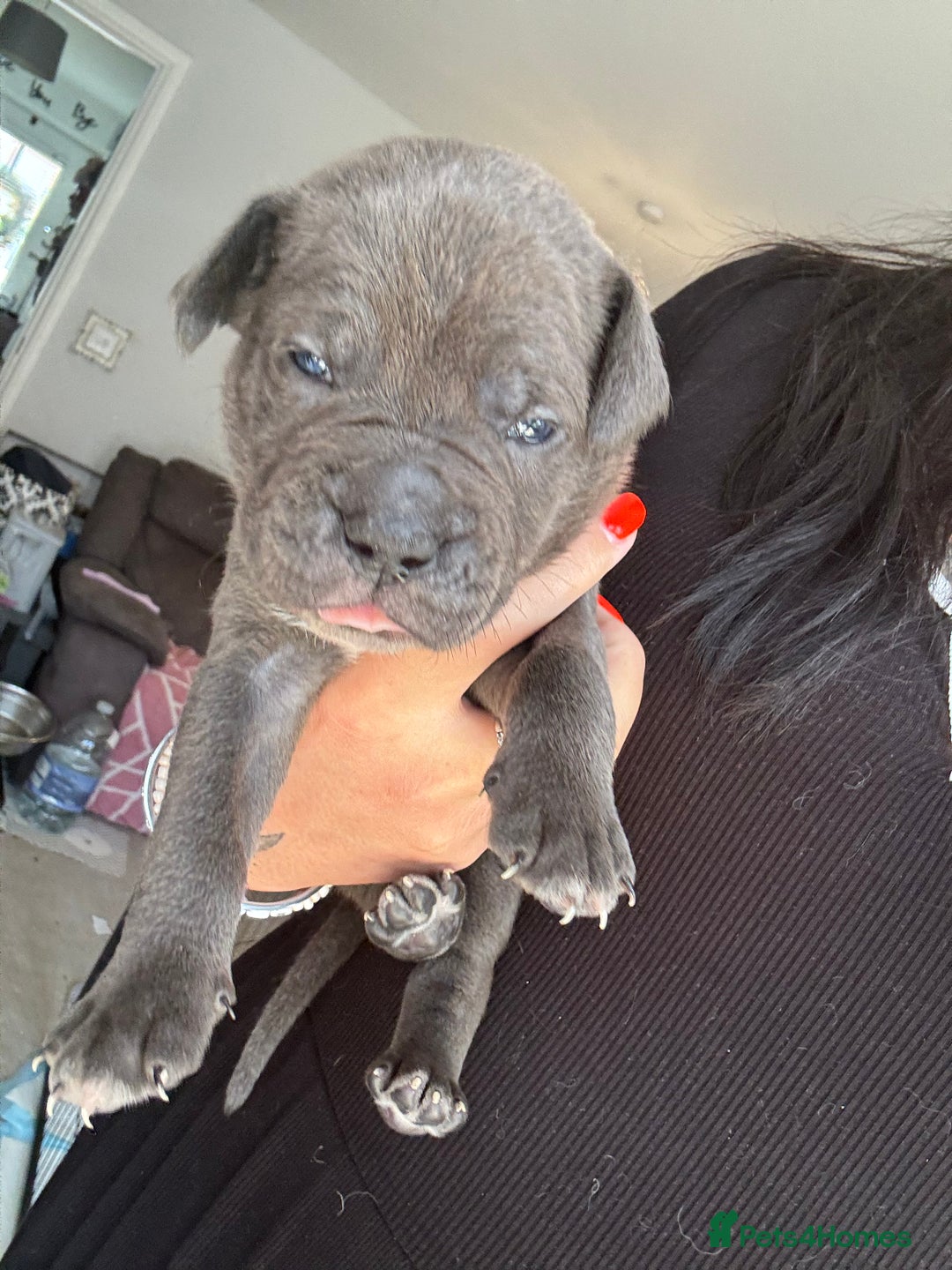 Mixed Breed dogs for sale: Rare breeding American x Bulldog x Cane Corso Pups - Image 12
