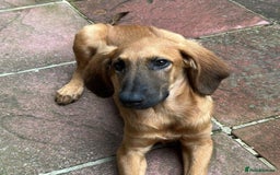Mixed Breed dogs for adoption: Wren (Hound/Shepherd mix) - Image 8
