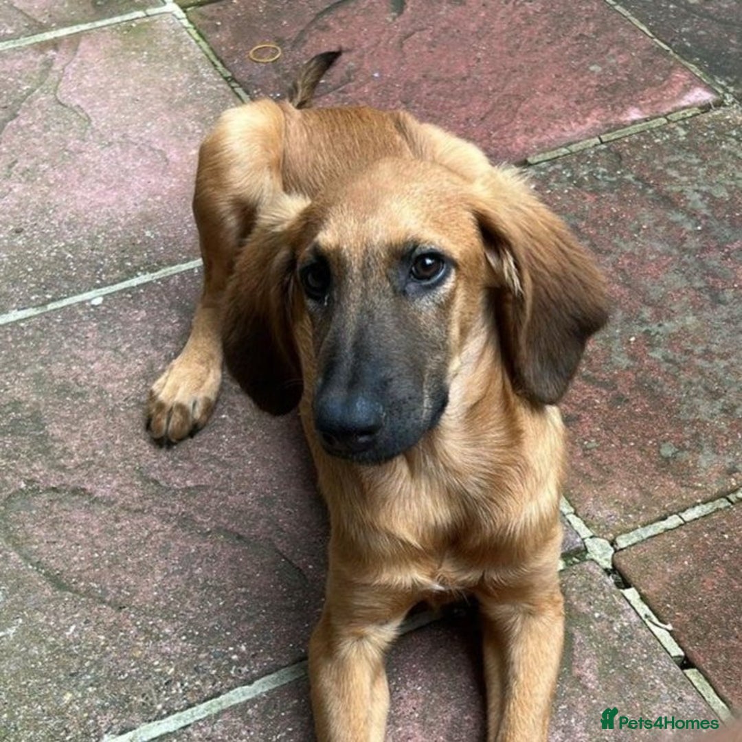 Mixed Breed dogs for adoption: Wren (Hound/Shepherd mix) - Image 8