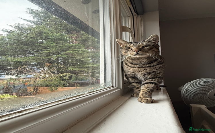 Domestic Shorthair cats - Advert 9