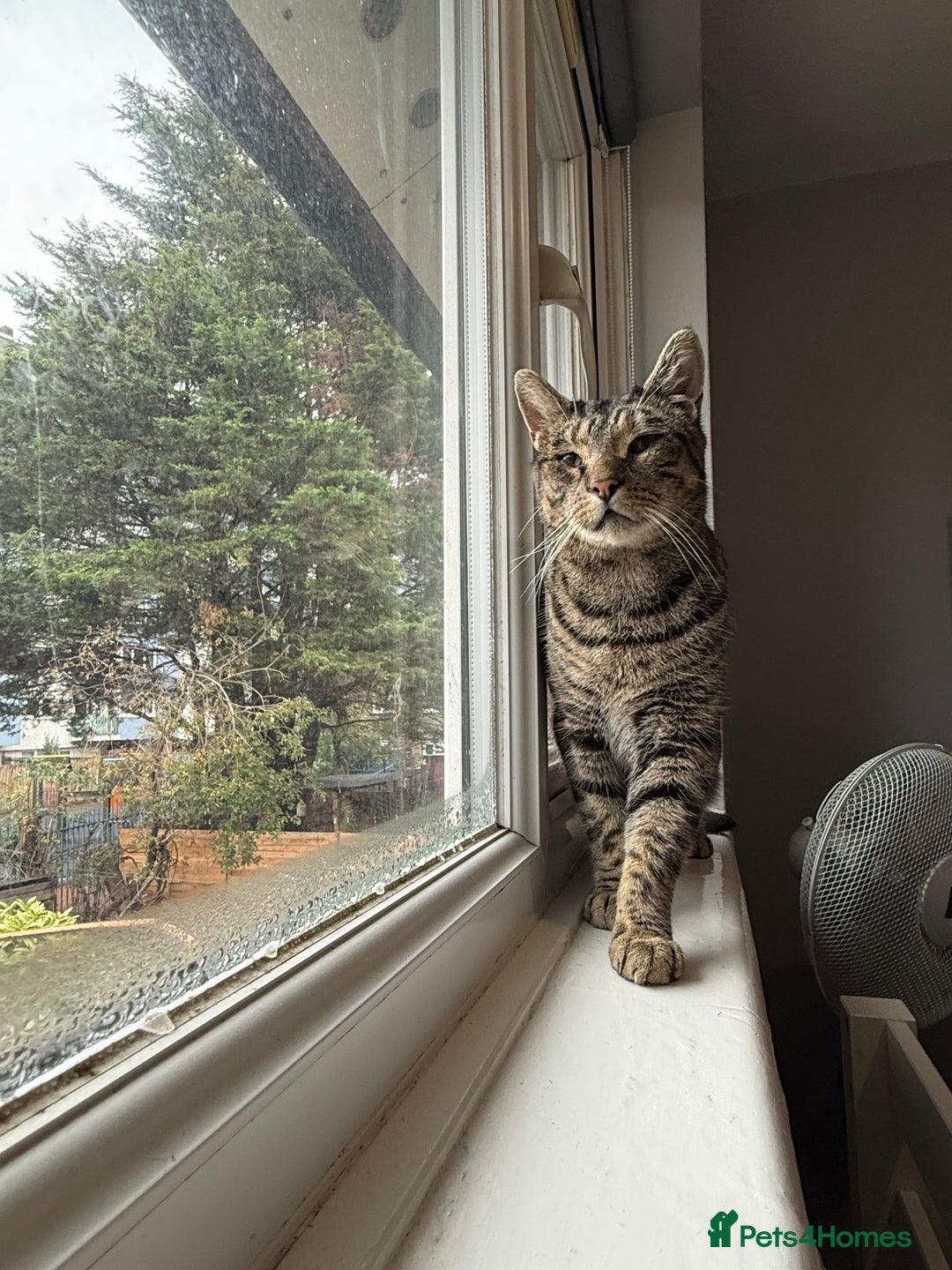 Domestic Shorthair cats for sale: Please adopt Jupiter💕 - Image 1