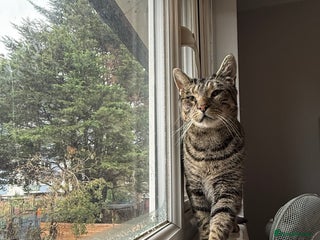 Domestic Shorthair cats - Advert 1