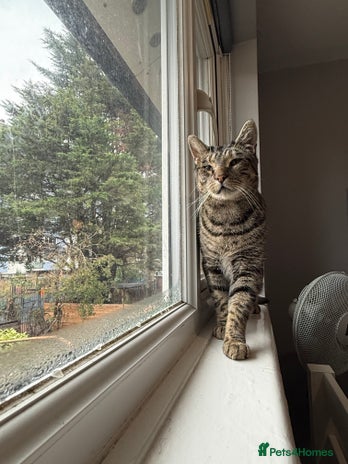 Domestic Shorthair cats - Advert 1