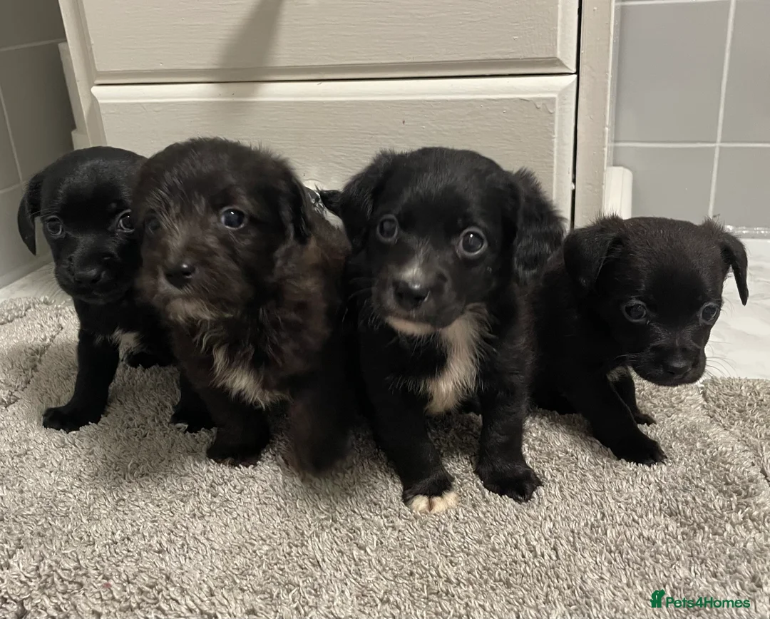 Jackapoo dogs for sale: Miniature jackapoo puppies with pedigree papers  - Advert 2