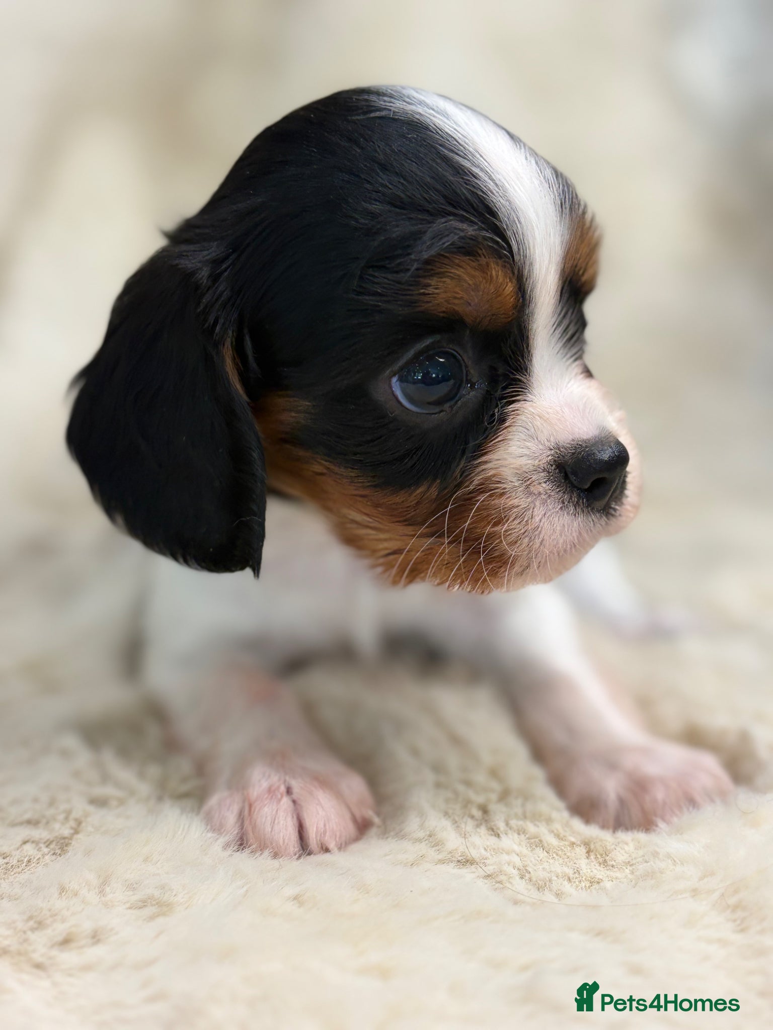Cavalier King Charles Spaniel dogs for sale: Health tested cavalier pups  - Advert 1