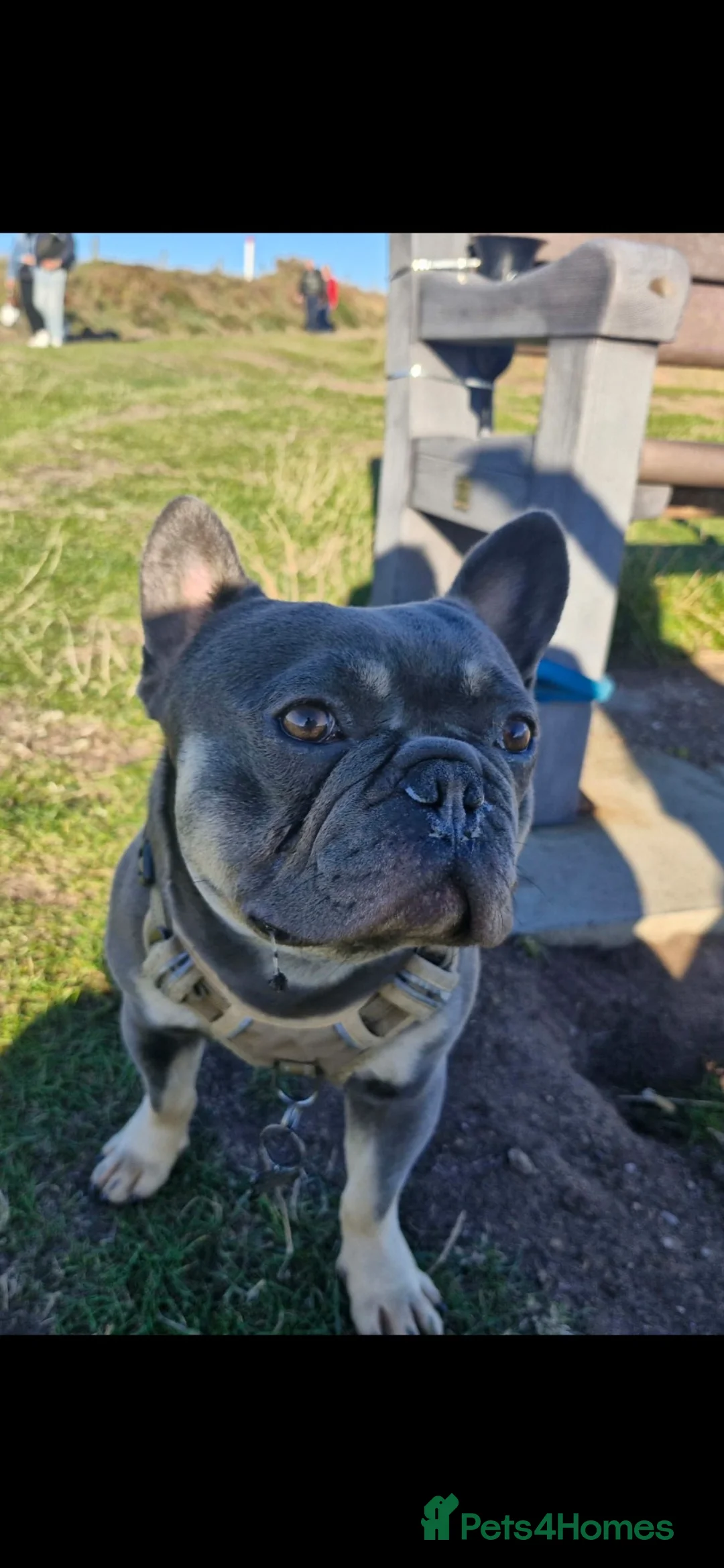 French Bulldog dogs for stud: Stunning French Bulldog For Stud - Advert 2