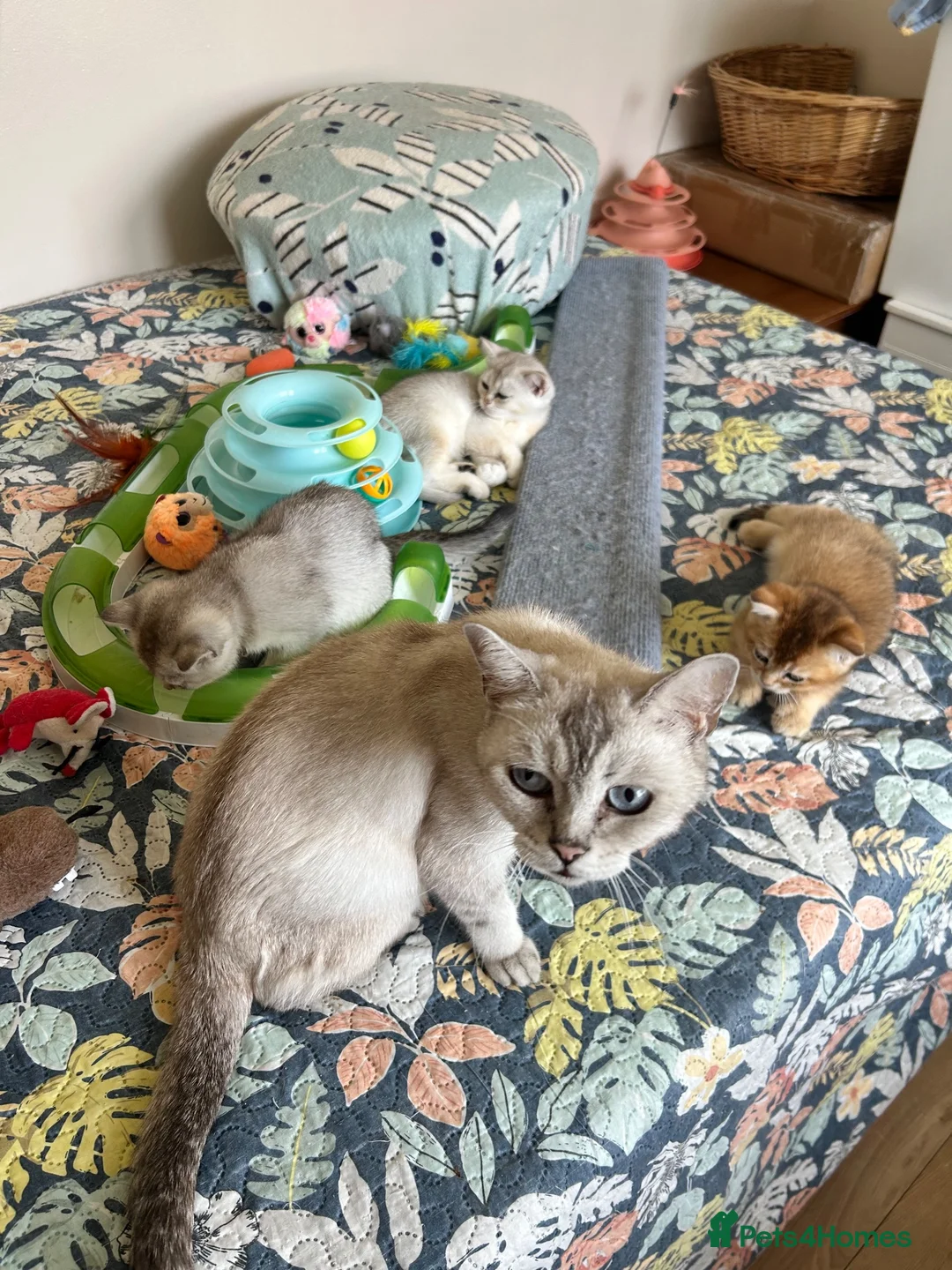 Scottish Fold cats for sale: BEAUTIFUL KITTENS LOOKING FOR THEIR FOREVER HOMES! - Advert 36