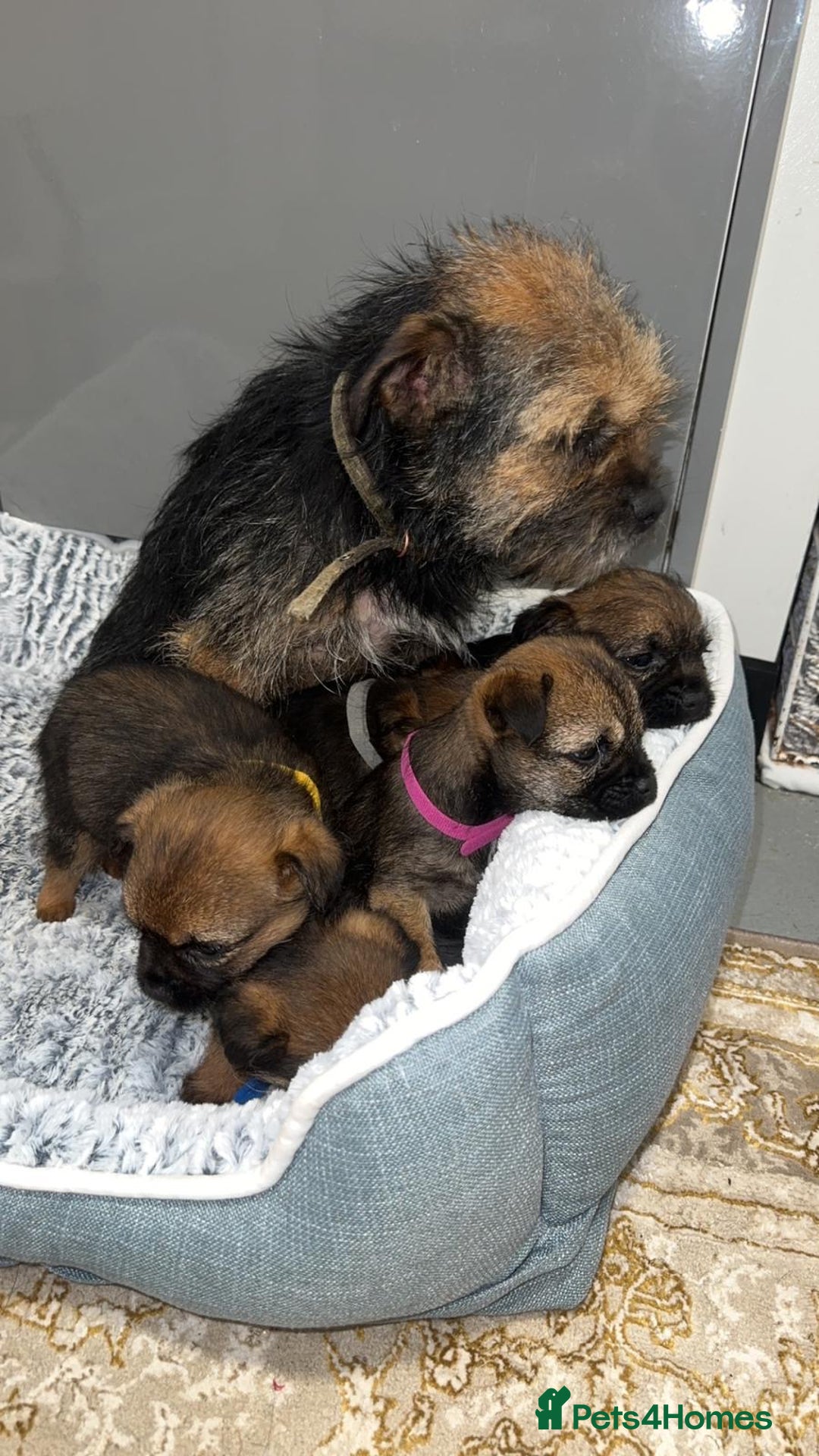 Border Terrier dogs for sale: Kc registered Border  terrier puppies - Advert 19