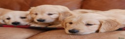 Golden Retriever dogs for sale: Stunning Health Tested Golden Retriever Puppies - Advert 11