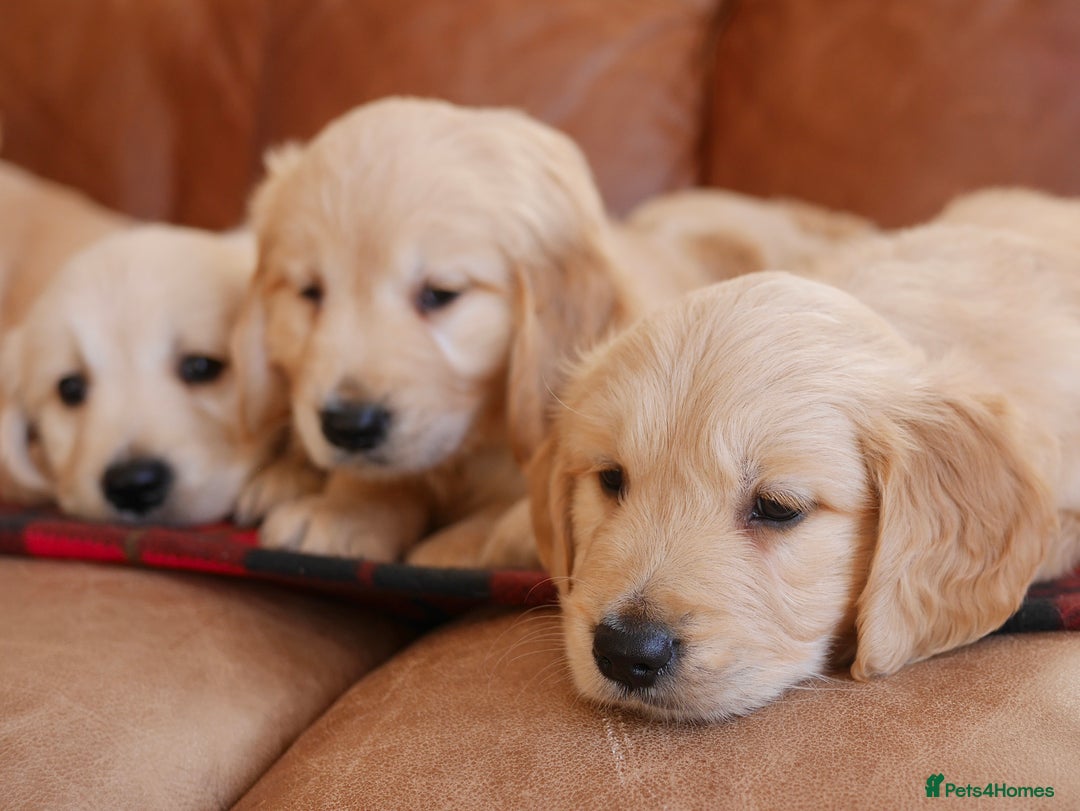 Golden Retriever dogs for sale: Stunning Health Tested Golden Retriever Puppies - Advert 11
