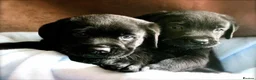 Labrador Retriever dogs for sale: Labrador retrievers  in Durham - Advert 2