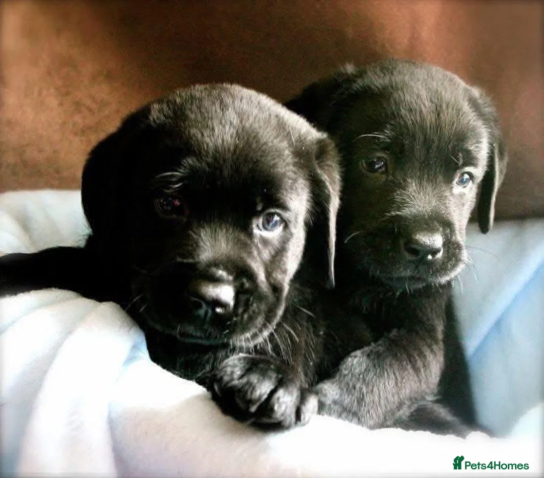 Labrador Retriever dogs for sale: Labrador retrievers  in Durham - Advert 2