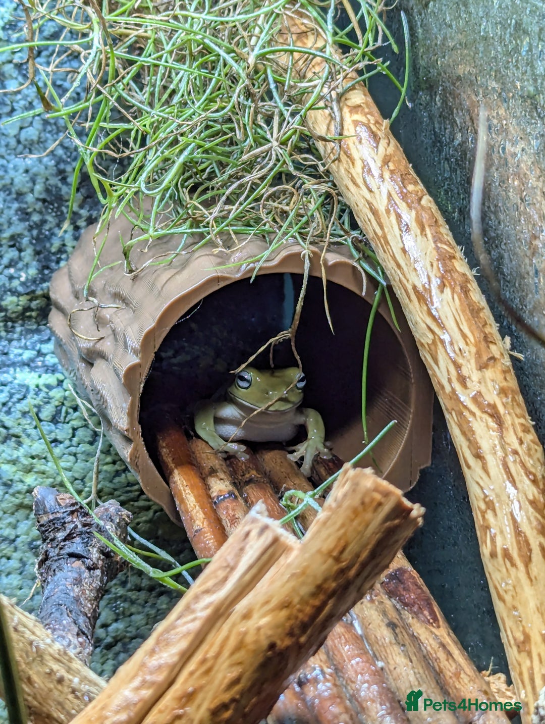 Frog reptiles for sale: Blue Eyed Honey + Snowflake White's Tree Frogs - Advert 5