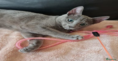 Russian Blue cats in Hayes - Advert 16