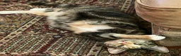 Mixed Breed cats for sale: Kittens for sale  - Advert 2