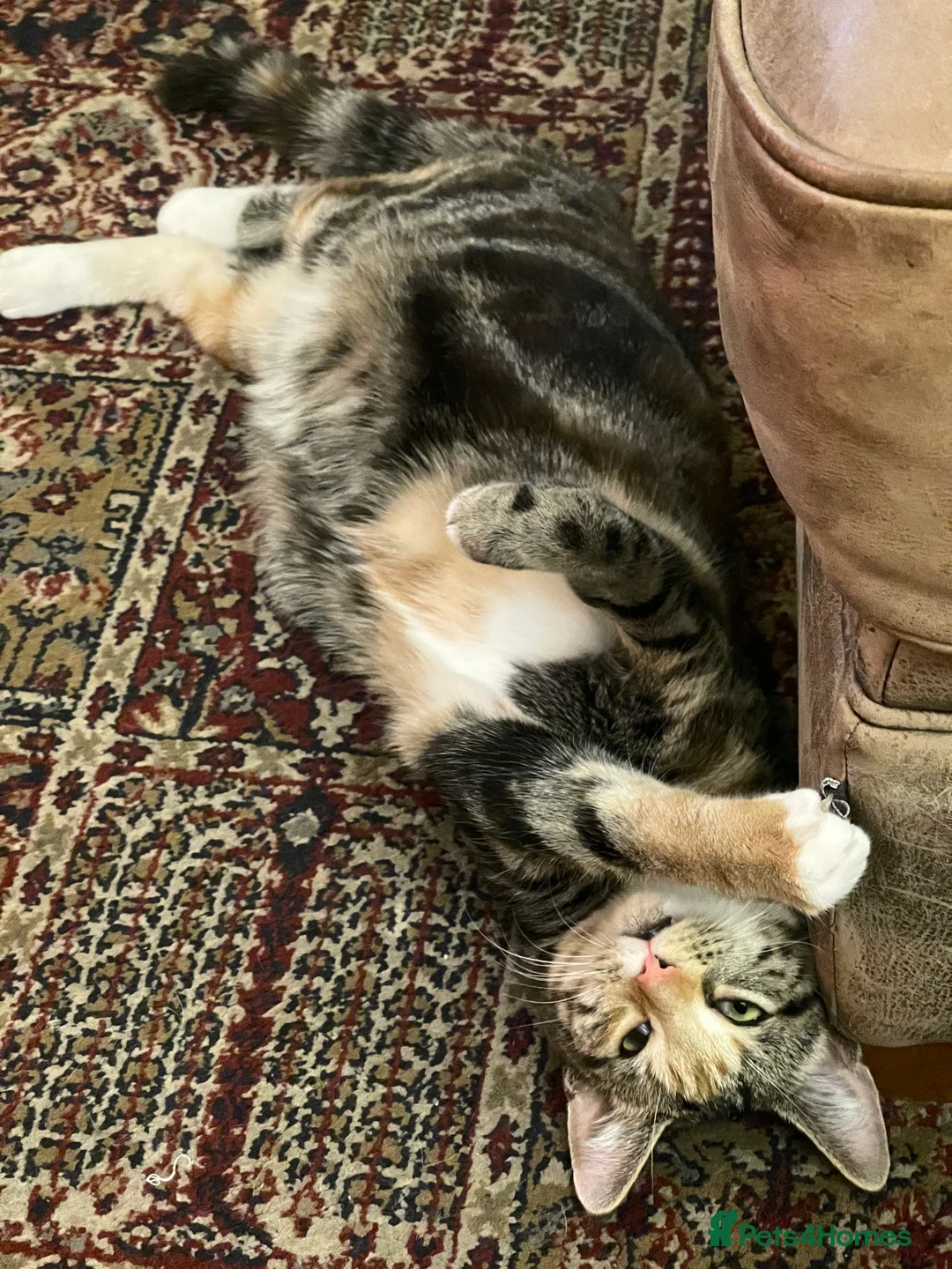 Mixed Breed cats for sale: Kittens for sale  - Advert 2